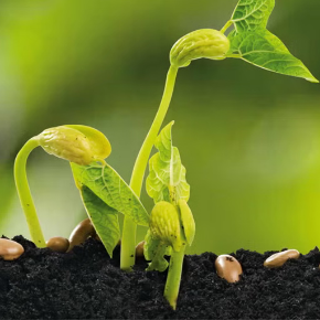 Poza pentru categoria Rasaduri Romanesti