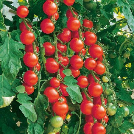 Poza pentru categoria Seminte de Rosii