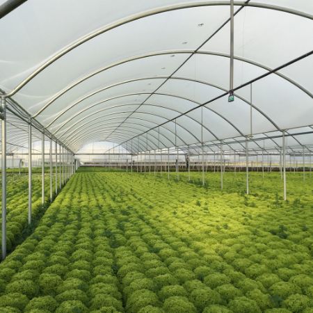 Poza pentru categoria Folie solar