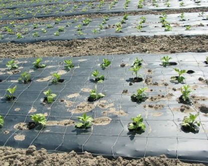 Poza cu Folie de mulcire perforata