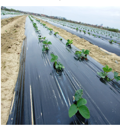 Folie de mulcire perforata