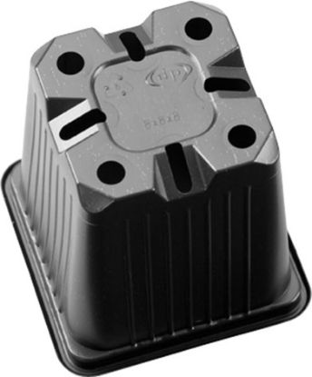 Pahar Rasad - 7 x 7 x 6