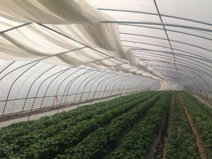 Folie Termica - Antipicurare 50 microni Sotrafa