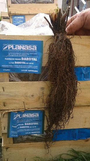 Poza cu Stoloni de caspuni