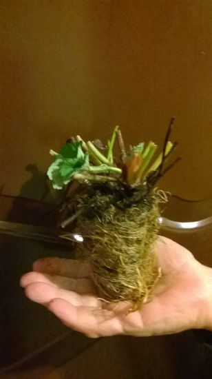 Poza cu Stoloni de caspuni