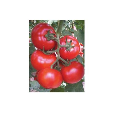 Poza cu Seminte de rosii Gonul F1