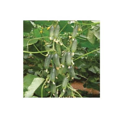 Poza cu Seminte de castraveti Capricorn F1-311 F1