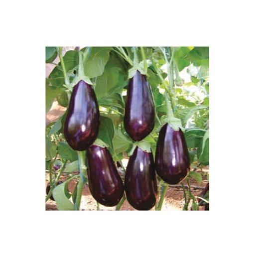 Poza cu Seminte de vinete Veris F1