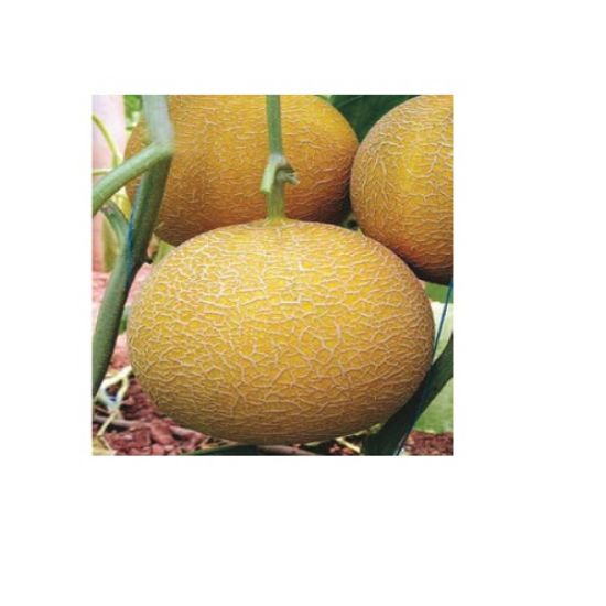 Poza cu Seminte de pepeni galbeni Gediz F1