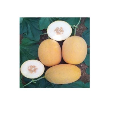 Poza cu Seminte de pepeni galbeni Lokma F1