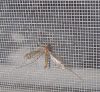 Poza cu Plasa contra insectelor
