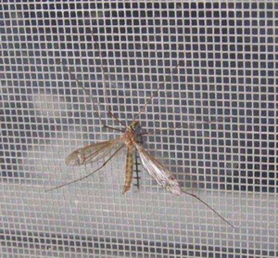 Poza cu Plasa contra insectelor