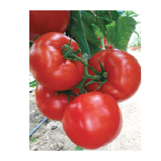 Poza cu Rasaduri de rosii Eurasia (Asia) F1