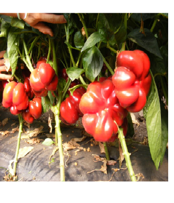 Rasaduri de Gogosar Bihar F1