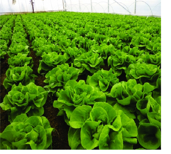 Poza cu Rasaduri de Salata Verde Shangore F1