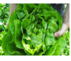 Poza cu Rasaduri de Salata Verde Shangore F1
