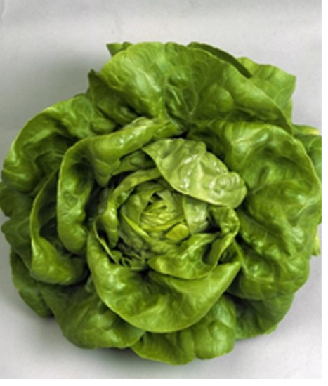 Poza cu Rasaduri de Salata Verde Shangore F1