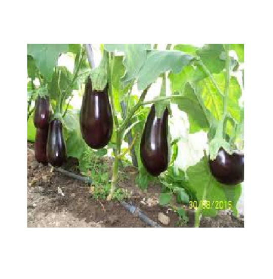 Poza cu Rasaduri de Vinete Aragon F1