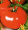 Poza cu Rasaduri de rosii Antalya F1 ( hibridul imbunatatit )