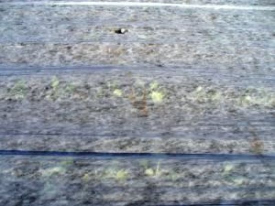 Poza cu Folie Antiinghet (19 gr/mp) - cu margini dublate - Agril