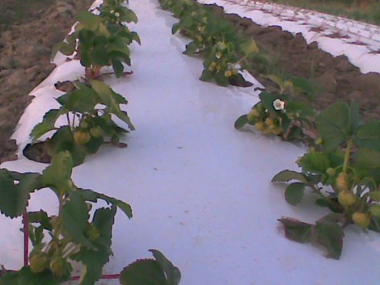 Poza cu Folie de mulcire argintie - neagra