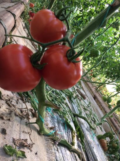 Poza cu Rasaduri de rosii Eurasia (Asia) F1