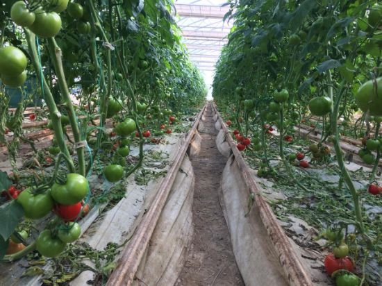 Poza cu Rasaduri de rosii Eurasia (Asia) F1