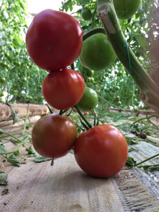 Seminte de rosii Eurasia (Asia) F1