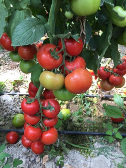 Poza cu Seminte de rosii Antalya RN F1