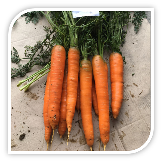 Poza cu Seminte de morcovi TALIANNA F1