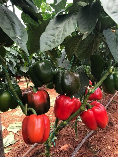 Poza cu Seminte de ardei gras rosu Aktor F1