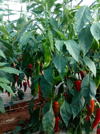 Poza cu Seminte de ardei kapia Reddington (Armageddon) F1