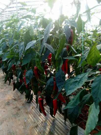 Poza cu Seminte de ardei kapia Reddington (Armageddon) F1