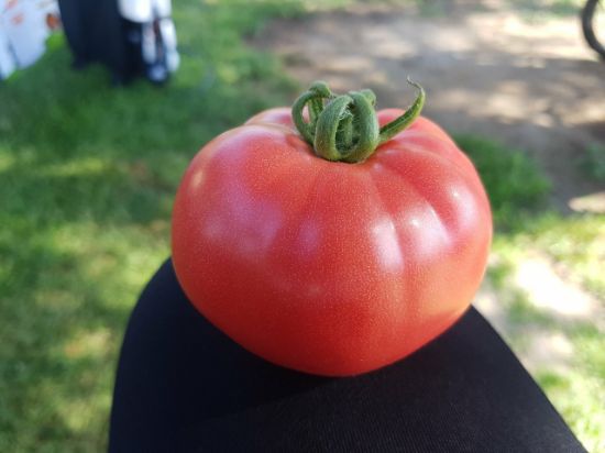 Poza cu Rasaduri de Rosii roz Gusto Pink F1 ( varianta imbunatatita Pink Rock )