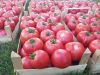 Poza cu Rasaduri de Rosii roz Gusto Pink F1 ( varianta imbunatatita Pink Rock )