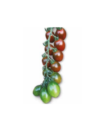 Poza cu Seminte de rosii 172-857 Brown Cherry F1