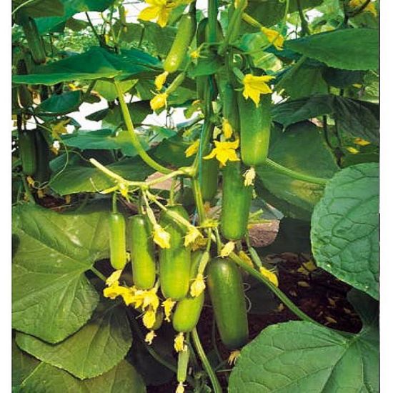 Poza cu Seminte de castraveti Emek F1