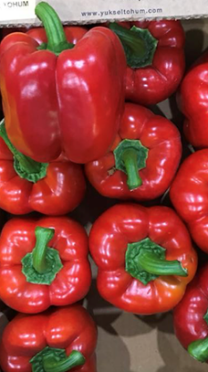 Poza cu Rasaduri de Ardei gras rosu Aktor F1