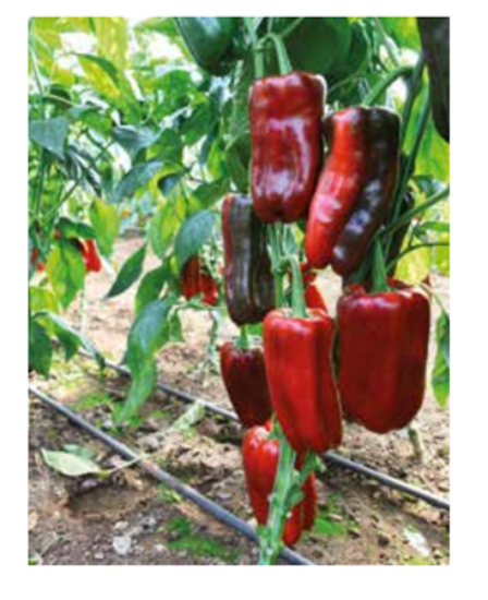 Poza cu Rasaduri de Ardei Kapia Urias 133-414 F1