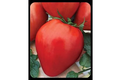 Rasaduri de rosie inima de bou rosu