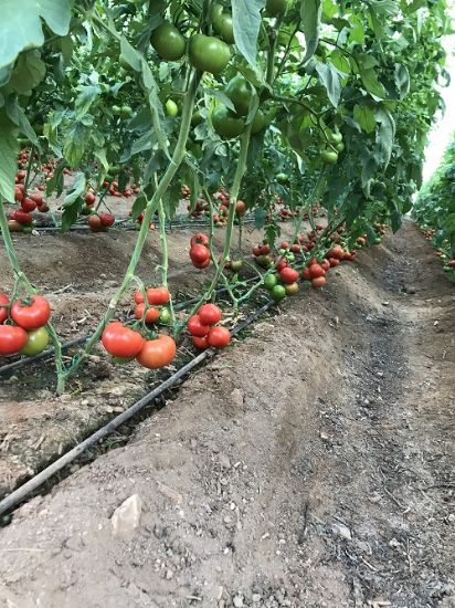 Poza cu Rasaduri de rosii Antalya F1 ( hibridul imbunatatit )