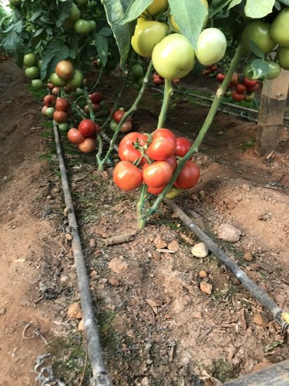 Poza cu Rasaduri de rosii Antalya F1 ( hibridul imbunatatit )