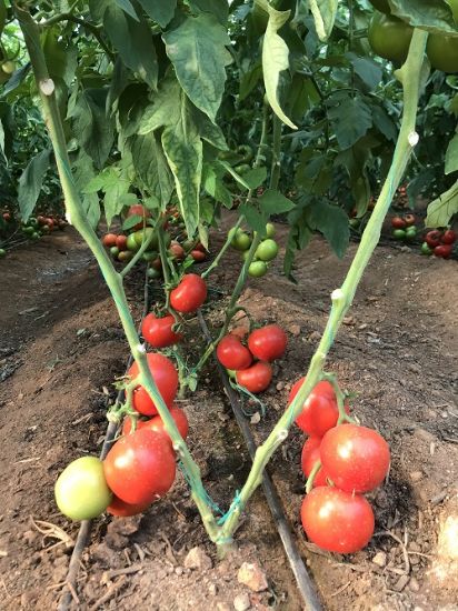 Poza cu Rasaduri de rosii Antalya F1 ( hibridul imbunatatit )