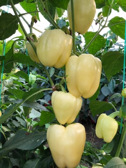 Poza cu Seminte de ardei gras Cecilia F1