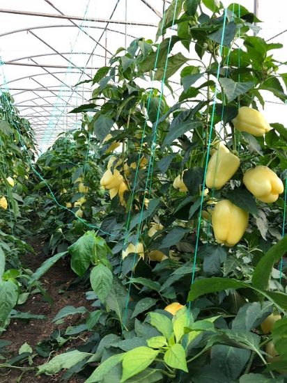 Poza cu Seminte de ardei gras Cecilia F1