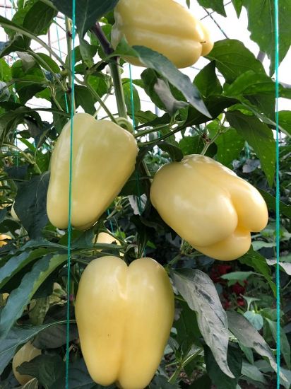 Poza cu Seminte de ardei gras Cecilia F1