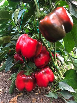 Rasaduri de Ardei gras rosu Aktor F1