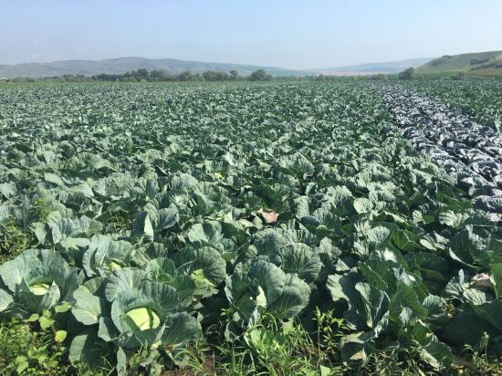 Poza cu Rasaduri de Varza extratimpurie Jetma F1