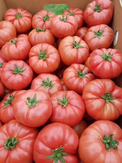 Poza cu Rasaduri de rosii roz crete Leroxy F1