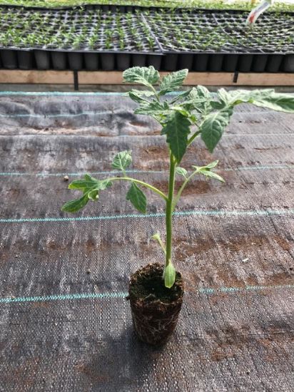 Poza cu Rasaduri de rosii cherry Nicoleta F1